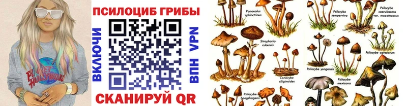 наркота  Кировск  сайты даркнета какой сайт  Псилоцибиновые грибы Magic Shrooms 