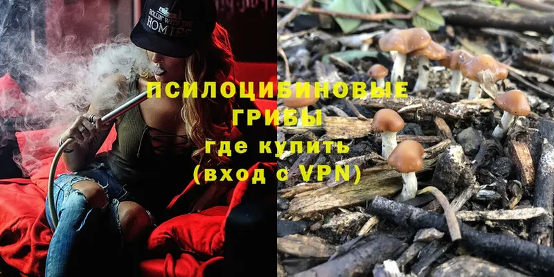 Псилоцибиновые грибы Psilocybine cubensis  закладки  Кировск 